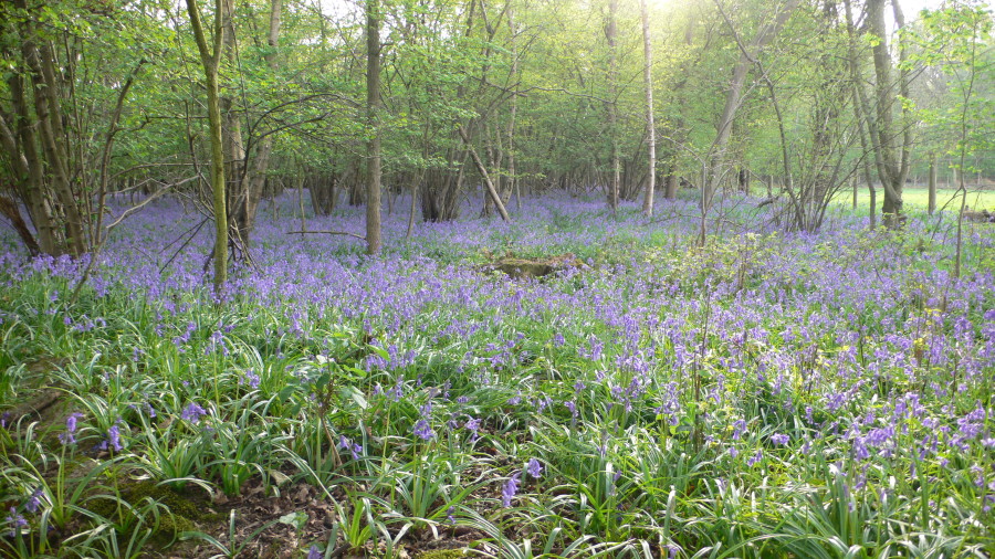 BluebellWood 011