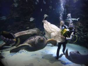 6-AquariumWedding-Getty