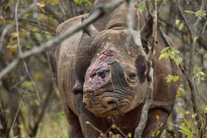 Poachers shot this rhino and hacked off its horn.
