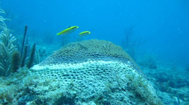 stony corals tissue loss