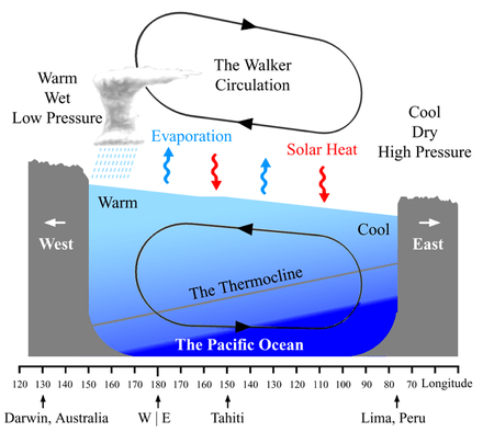 El Niño is the warm phase of the El Niño–Southern Oscillation (ENSO) Walker Cell