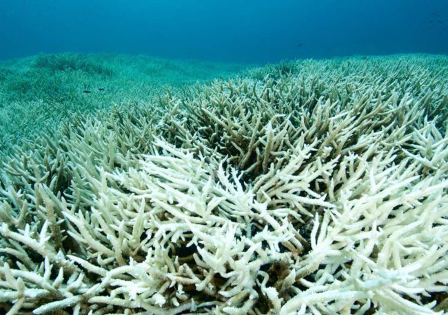 great barrier reef bleaching